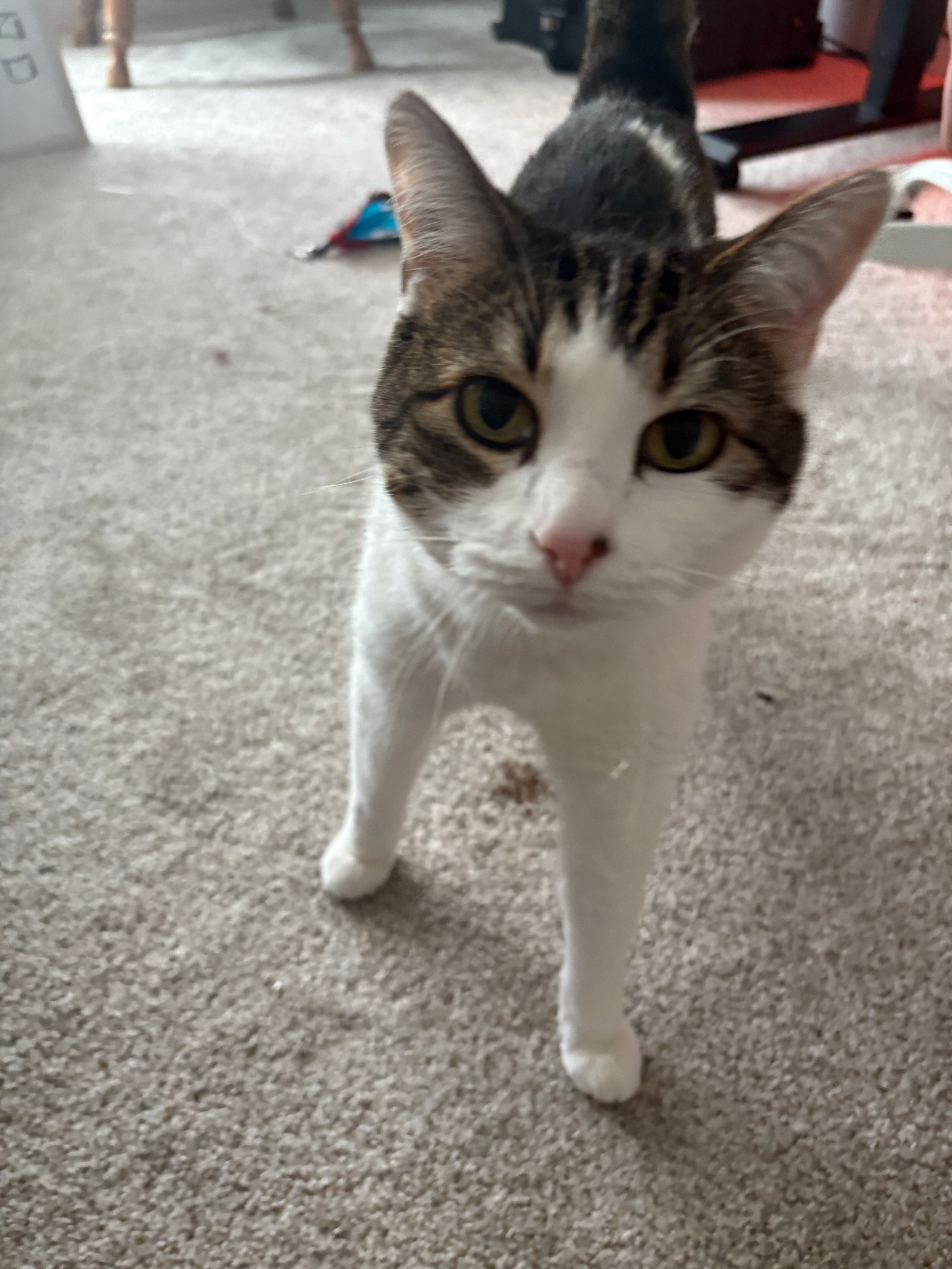 Coffee June-Bean portrait