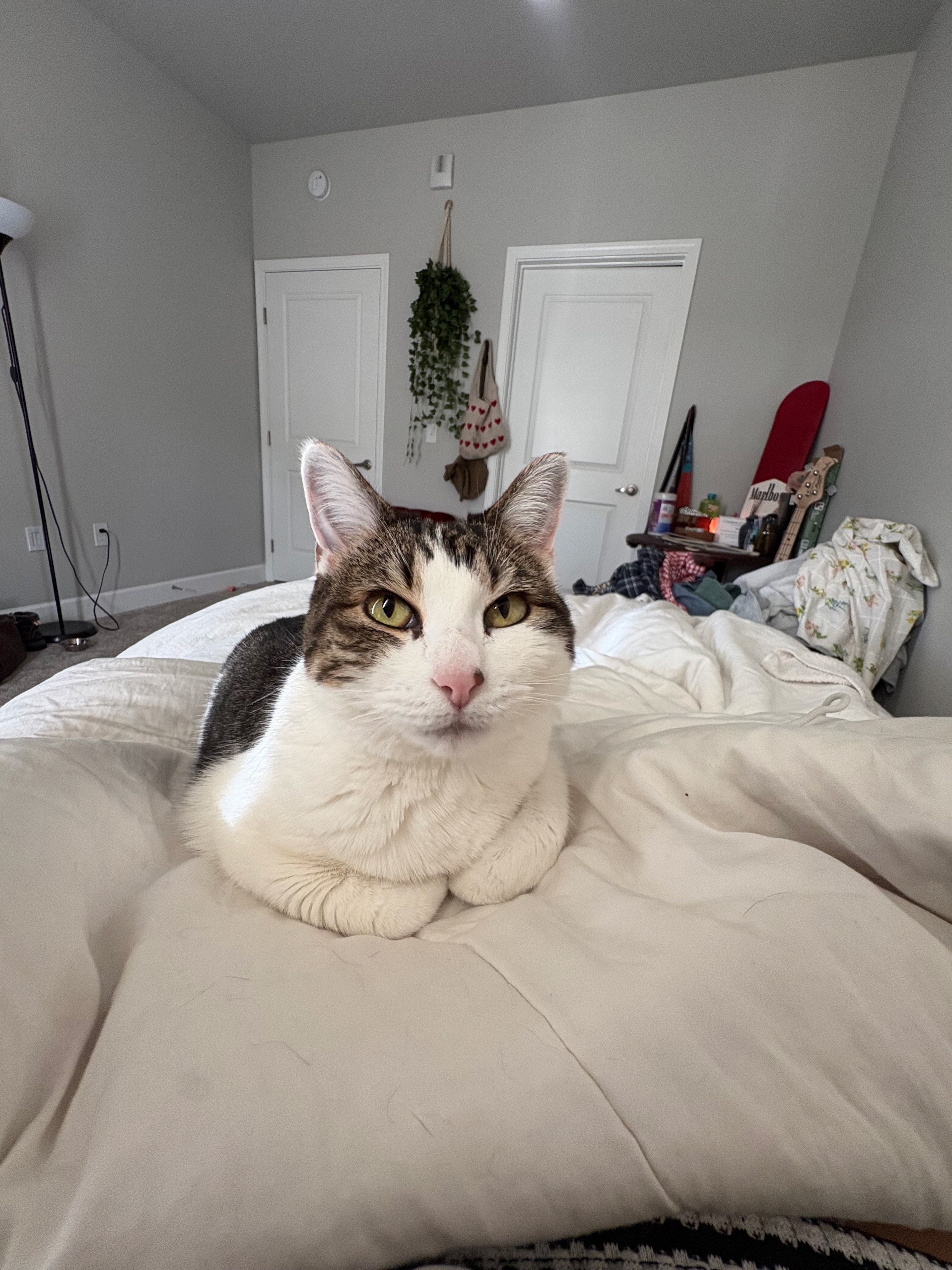 Coffee June-Bean snapshot