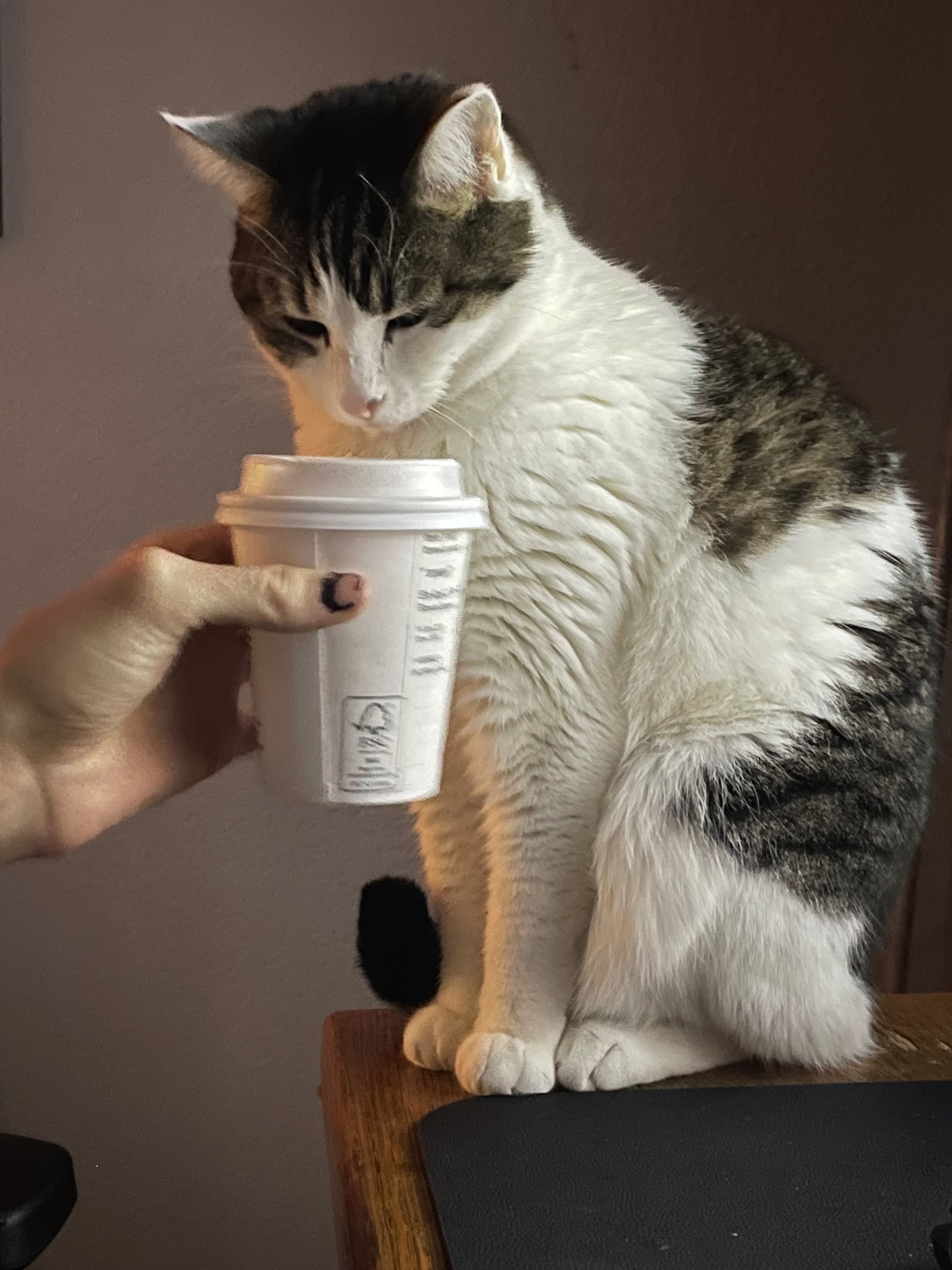 Coffee June-Bean snapshot